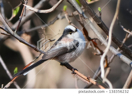 美麗的長尾山雀 138356232