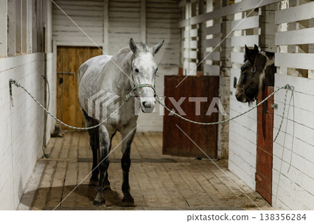 Gray Horse Tethered In Barn Aisle, Gray Horse Tethered In Barn Aisle, 138356284