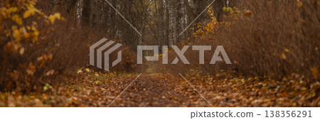 Banner autumn forest pathway covered with fallen leaves among slender trees Banner autumn forest pathway covered with fallen leaves among slender trees 138356291