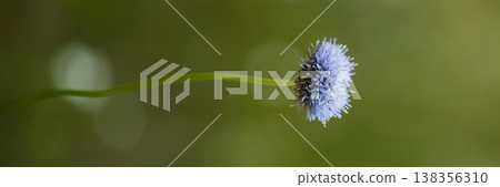 Banner Serene Botanical Image With Clarity. Clear Depiction Of Lone Blue Bloom In Soft Focus Banner Serene Botanical Image With Clarity. Clear Depiction Of Lone Blue Bloom In Soft Focus 138356310