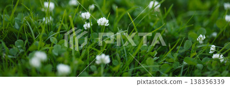 Banner White clover flowers growing in green grass Banner White clover flowers growing in green grass 138356339