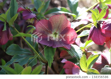 Reddish-brown Christmas roses blooming in the early spring garden Reddish-brown Christmas roses blooming in the early spring garden 138356586