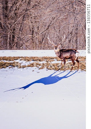 A Hokkaido deer stands in a snowfield, its long shadow stretching across the landscape, evoking the silence of winter. 138356711