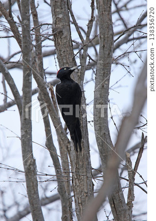 The largest woodpecker in Japan, the Black Woodpecker (female), is a wild bird of Hokkaido. The largest woodpecker in Japan, the Black Woodpecker (female), is a wild bird of Hokkaido. 138356720