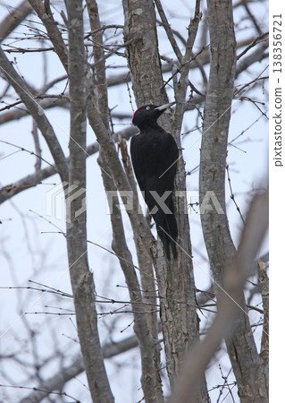 The largest woodpecker in Japan, the Black Woodpecker (female), is a wild bird of Hokkaido. The largest woodpecker in Japan, the Black Woodpecker (female), is a wild bird of Hokkaido. 138356721