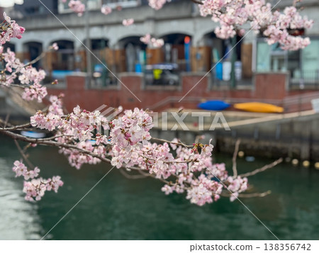 Beautiful cherry blossom branches adorn the waterfront of Yokohama, creating a spring scene in the city. March 22, 2026, Yokohama City, Japan. Beautiful cherry blossom branches adorn the waterfront of Yokohama, creating a spring scene in the city. March 22, 2026, Yokohama City, Japan. 138356742