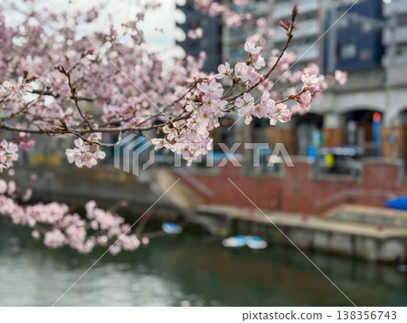 Beautiful cherry blossom branches adorn the waterfront of Yokohama, creating a spring scene in the city. March 22, 2026, Yokohama City, Japan. Beautiful cherry blossom branches adorn the waterfront of Yokohama, creating a spring scene in the city. March 22, 2026, Yokohama City, Japan. 138356743