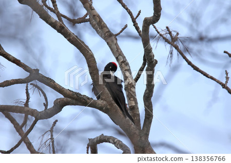 日本最大的啄木鳥，黑啄木鳥（雌性），是北海道的野生鳥類。 138356766