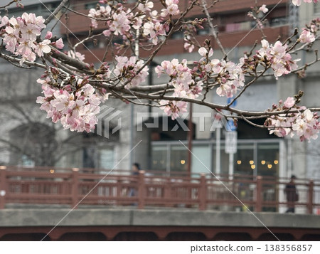 Cherry blossoms in full bloom, creating a picturesque scene against the backdrop of a bridge over the Ooka River in Yokohama. March 22, 2026, Yokohama City, Japan. Cherry blossoms in full bloom, creating a picturesque scene against the backdrop of a bridge over the Ooka River in Yokohama. March 22, 2026, Yokohama City, Japan. 138356857