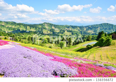 山越梯田上，早春時節，苔蘚福祿考競相綻放，構成一幅美麗的畫卷。 138356872