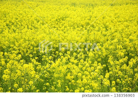 Rapeseed fields spreading all over Rapeseed fields spreading all over 138356903