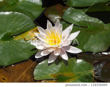 White lily pad White lily pad 138356994