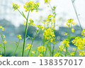 Rape blossoms blooming on the bank 138357017