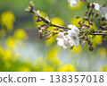 Close-up of cherry blossom buds and petals 138357018