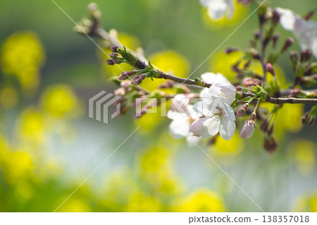 Close-up of cherry blossom buds and petals 138357018