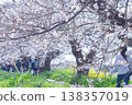 A stroll along the riverbank where cherry blossoms are in full bloom. 138357019