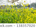 Rape blossoms blooming on the bank 138357020