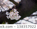 A cluster of cherry blossoms that signals the arrival of spring. 138357022