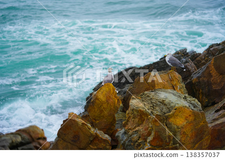 Seagulls sits on the rock, East sea. South Korea 138357037