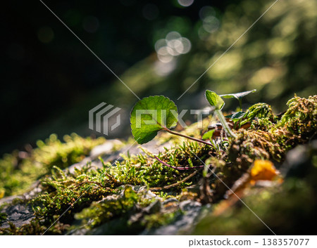 Macro view of sunlit green leaf with small sprouts thriving on verdant moss covering a natural surface during daytime Macro view of sunlit green leaf with small sprouts thriving on verdant moss covering a natural surface during daytime 138357077