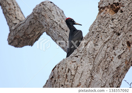 日本最大的啄木鳥，黑啄木鳥（雄性），是北海道的野生鳥類。 138357092