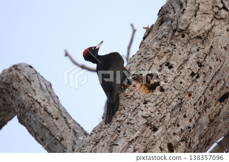 日本最大的啄木鳥，黑啄木鳥（雄性），是北海道的野生鳥類。 138357096