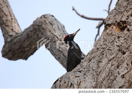 The largest woodpecker in Japan, the Black Woodpecker (male), is a wild bird of Hokkaido. The largest woodpecker in Japan, the Black Woodpecker (male), is a wild bird of Hokkaido. 138357097