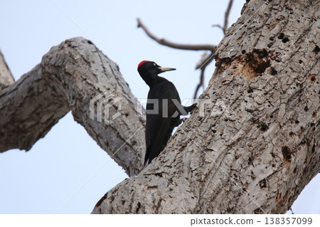 The largest woodpecker in Japan, the Black Woodpecker (male), is a wild bird of Hokkaido. The largest woodpecker in Japan, the Black Woodpecker (male), is a wild bird of Hokkaido. 138357099