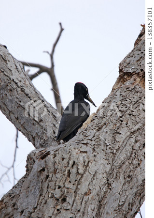 The largest woodpecker in Japan, the Black Woodpecker (male), is a wild bird of Hokkaido. The largest woodpecker in Japan, the Black Woodpecker (male), is a wild bird of Hokkaido. 138357101