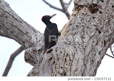 The largest woodpecker in Japan, the Black Woodpecker (male), is a wild bird of Hokkaido. The largest woodpecker in Japan, the Black Woodpecker (male), is a wild bird of Hokkaido. 138357112