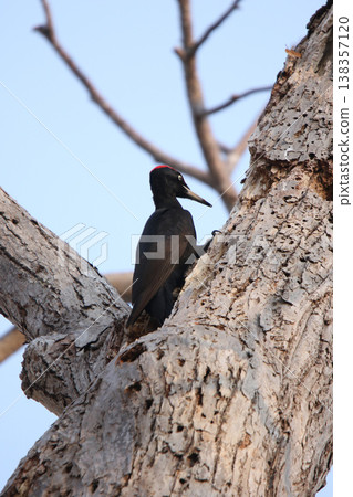 The largest woodpecker in Japan, the Black Woodpecker (male), is a wild bird of Hokkaido. The largest woodpecker in Japan, the Black Woodpecker (male), is a wild bird of Hokkaido. 138357120