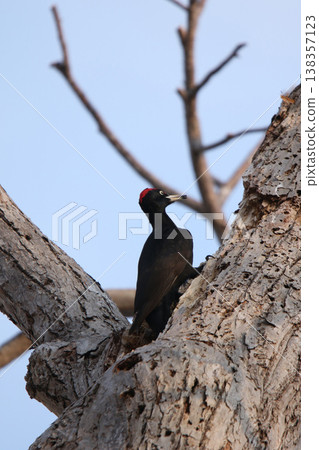 The largest woodpecker in Japan, the Black Woodpecker (male), is a wild bird of Hokkaido. The largest woodpecker in Japan, the Black Woodpecker (male), is a wild bird of Hokkaido. 138357123
