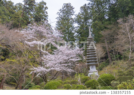 Okadera Temple, Thirteen-Storied Stone Pagoda, Cherry Blossom Season Okadera Temple, Thirteen-Storied Stone Pagoda, Cherry Blossom Season 138357155