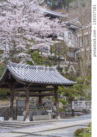 Okadera Temple, water basin, cherry blossom season -- Oka, Asuka Village, Takaichi District, Nara Prefecture -- 138357161