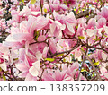 Magnolia branches with pink blossoms and fresh leaves. Seasonal flowering, botanical growth, urban gardening, decorative planting and spring vegetation cycle 138357209