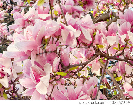 Magnolia branches with pink blossoms and fresh leaves. Seasonal flowering, botanical growth, urban gardening, decorative planting and spring vegetation cycle 138357209