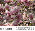 Magnolia branches with pink blossoms and fresh leaves. Seasonal flowering, botanical growth, urban gardening, decorative planting and spring vegetation cycle 138357211