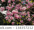Magnolia buds and flowers covering branches with green leaves in spring light. Seasonal bloom, botanical richness, ornamental gardening, plant development and urban greenery concept 138357212