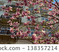 Dense magnolia blossoms covering branches in spring season. Floral abundance, urban landscaping, residential decoration, botanical richness and horticultural design concept 138357214