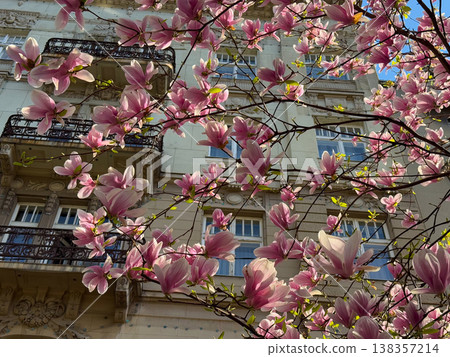 Dense magnolia blossoms covering branches in spring season. Floral abundance, urban landscaping, residential decoration, botanical richness and horticultural design concept Dense magnolia blossoms covering branches in spring season. Floral abundance, urban landscaping, residential decoration, botanical richness and horticultural design concept 138357214