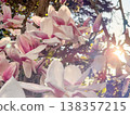 Pink magnolia flowers on branches in warm sunlight. Floral texture, botanical study, ornamental gardening, seasonal bloom detail and natural plant structure exploration 138357215