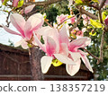 Close-up of magnolia tree covered with pink flowers against blue sky. Seasonal flowering display, botanical diversity, outdoor photography theme, spring vegetation and urban park scenery. 138357219