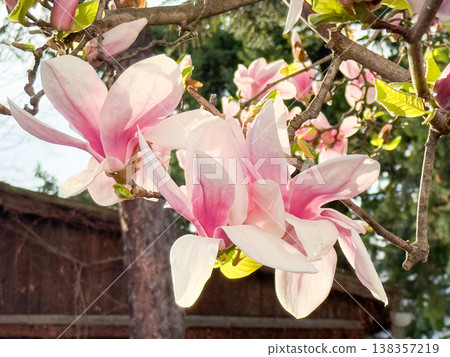 Close-up of magnolia tree covered with pink flowers against blue sky. Seasonal flowering display, botanical diversity, outdoor photography theme, spring vegetation and urban park scenery. Close-up of magnolia tree covered with pink flowers against blue sky. Seasonal flowering display, botanical diversity, outdoor photography theme, spring vegetation and urban park scenery. 138357219