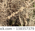 Close-up photos of root-knot nematode damage and root galls on cherry tomatoes. 138357379