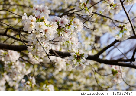 Cherry Blossom Cherry Blossom 138357484