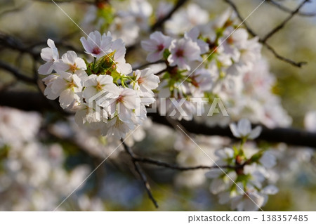 Cherry Blossom Cherry Blossom 138357485