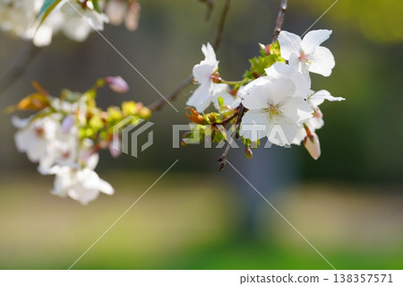 Cherry Blossom Cherry Blossom 138357571