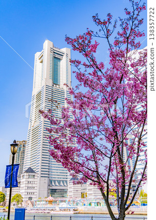 (神奈川縣)橫濱港未來運河公園櫻花盛開 (神奈川縣)橫濱港未來運河公園櫻花盛開 138357722