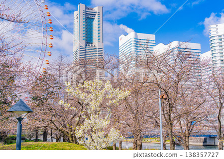 (Kanagawa Prefecture) Cherry blossoms bloom at Yokohama Minato Mirai Canal Park (Kanagawa Prefecture) Cherry blossoms bloom at Yokohama Minato Mirai Canal Park 138357727