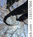 3D Sakura New Angle 138357866